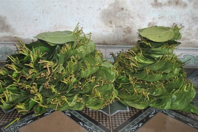 Thương lái Trung Quốc lại mua lá trầu không và cà gai leo